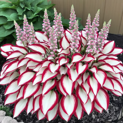 💥LAST DAY SALE 50%OFF💥🌿Premium Rare Hosta Seeds
