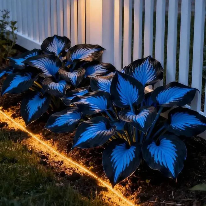 💥LAST DAY SALE 50%OFF💥🌿Premium Rare Hosta Seeds
