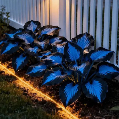 💥LAST DAY SALE 50%OFF💥🌿Premium Rare Hosta Seeds