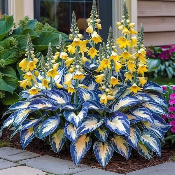 💥LAST DAY SALE 50%OFF💥🌿Premium Rare Hosta Seeds