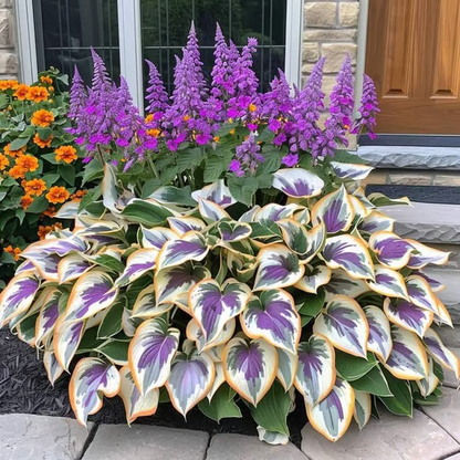 💥LAST DAY SALE 50%OFF💥🌿Premium Rare Hosta Seeds