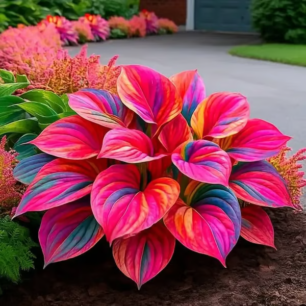 💥LAST DAY SALE 50%OFF💥🌿Premium Rare Hosta Seeds