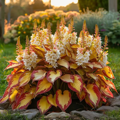 💥LAST DAY SALE 50%OFF💥🌿Premium Rare Hosta Seeds