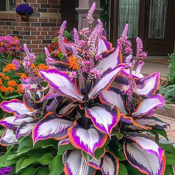 💥LAST DAY SALE 50%OFF💥🌿Premium Rare Hosta Seeds
