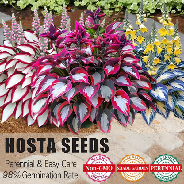💥LAST DAY SALE 50%OFF💥🌿Premium Rare Hosta Seeds